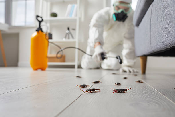 Affordable Termite Control solutions in Tornillo, TX